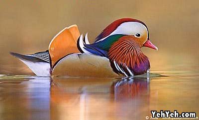 รูปภาพ นกสวยงาม Bird ติดอันดับโลก
