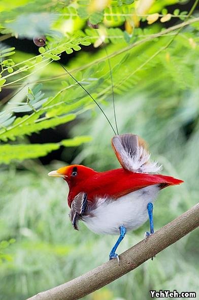 รูปภาพ นกสวยงาม Bird ติดอันดับโลก