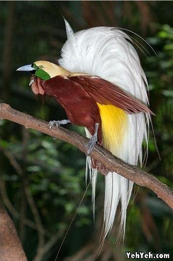 รูปภาพ นกสวยงาม Bird ติดอันดับโลก