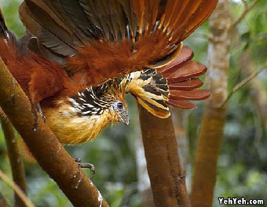 รูปภาพ นกสวยงาม Bird ติดอันดับโลก
