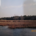 Swamp Grass (Bullrush)