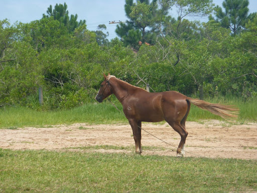english bred horses