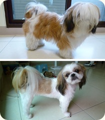 coco before and after