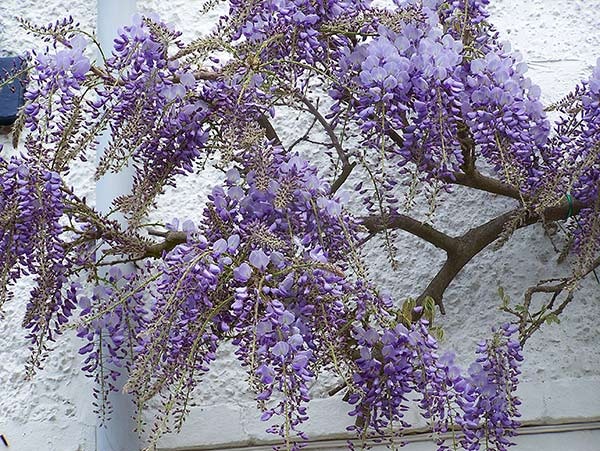 [wisteria[3].jpg]
