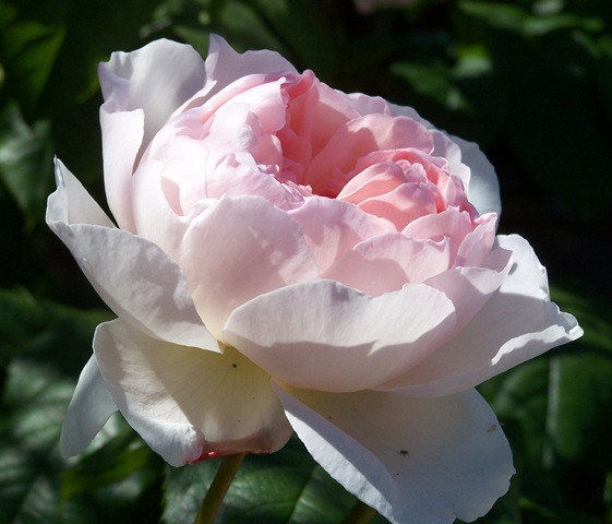 [rose2_june093.jpg]