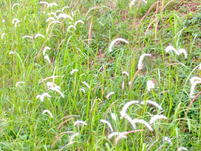 [P115001_3105101.jpg]