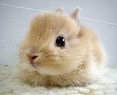 [bunny11[3].jpg]