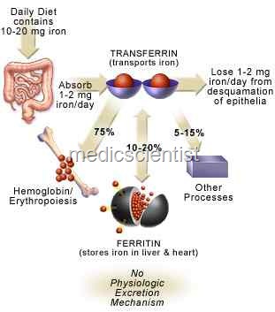 [causes of Iron Deficiency Anemia[2].jpg]
