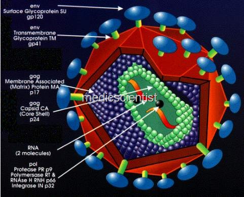 [AIDS (Acquired Im[2].jpg]