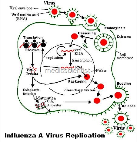 [Influenza A & B re[2].jpg]