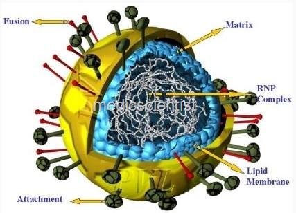 [Respiratory syncytial virus (RSV) ed[2].jpg]