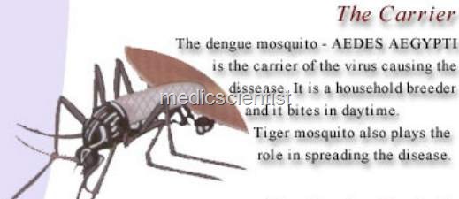 [Chikungunyaef[2].jpg]