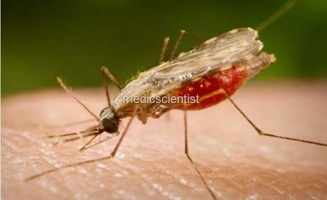 [Malaria 22[2].jpg]
