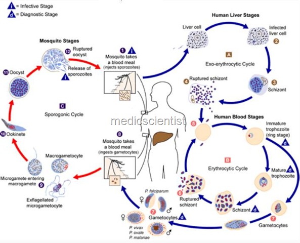 [Malaria 1[2].jpg]