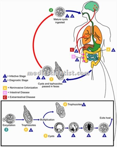 [Amoebiasis 54[2].jpg]