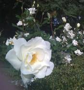 [clip_image002148.jpg]