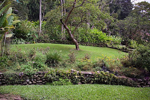 Ana's front yard
