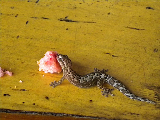 These guys were all over the place eating the sugar and any crumbs we left.