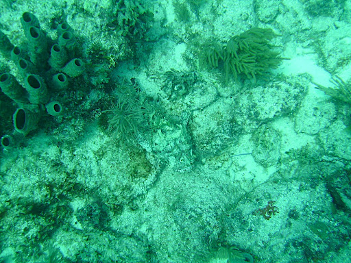 Can you find the fish?