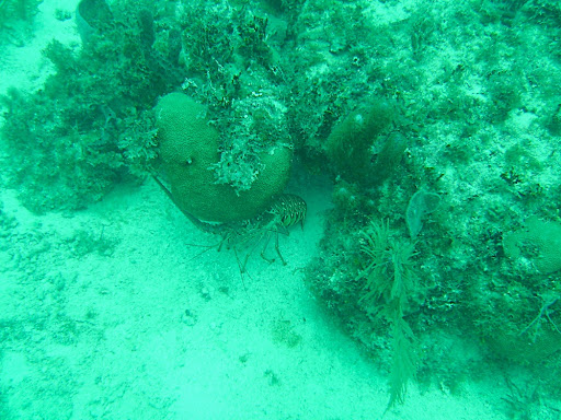 Lobsters were everywhere on this reef. Wish they were in season!