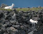 A couple young Dall sheep heading down the side of the plateau in the Wrangells.