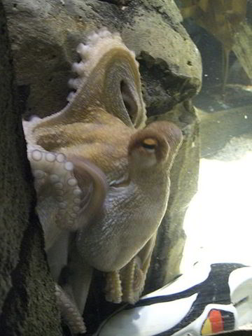 [450px-Oktopus-Orakel_Paul_mit_Schuh[3].jpg]