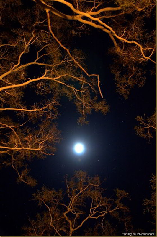 Moon and campfire lit trees