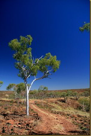 Tree in the outback - Northern Territory - Australia