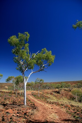 [Tree in the outback - Northern Territory - Australia[4].jpg]