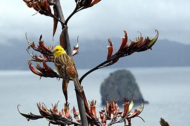 [Bird on a branch near Cathedral Cove.jpg]