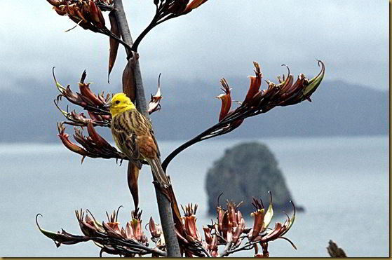 Bird on a branch near Cathedral Cove