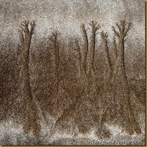 More mystical sand trees - square crop