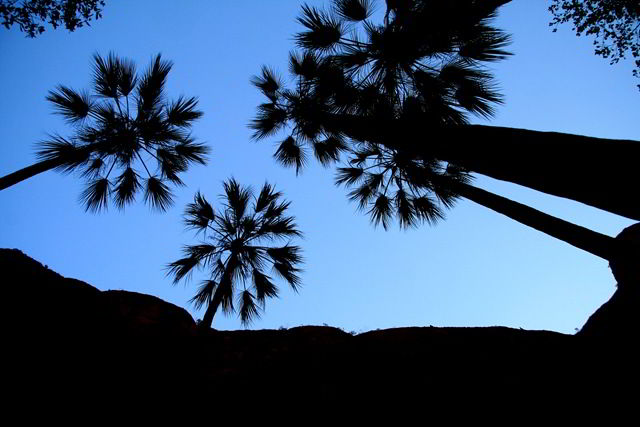 [Palm tree outline[3].jpg]