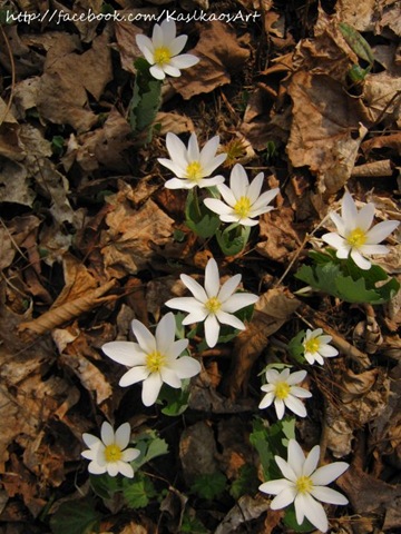 [10042201bloodroot[4].jpg]