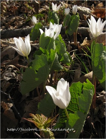 10042202bloodroot