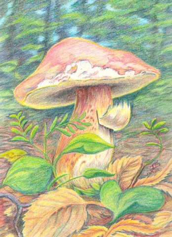 [09103003chrome_footed_bolete[3].jpg]