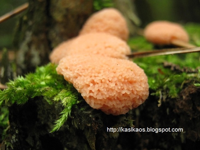[pink_slime72a[4].jpg]
