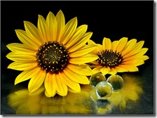 صوره لنبات دوار الشمس صوره لنبات دوار الشمس