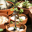 Carter's Container garden