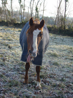 Vos plus belles grimaces de cheval et photos gag .... - Page 4 DSC00035