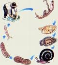 [Schistosoma mansoni  ciclo[3].jpg]