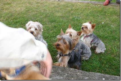 Otra reunión de Yorkies