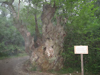 IMG_0187.JPG Photo