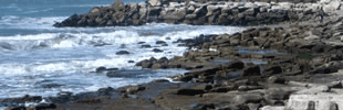 mini-ecofisiologia.gif
