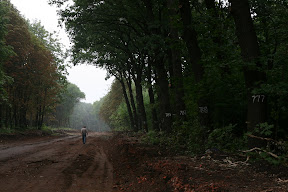 Незаконная вырубка, нумерованные деревья