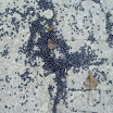 Feb 3 2011 (36).JPG