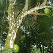 Tropical fruits at SuncampDR (4).JPG
