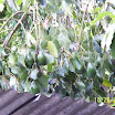 Tropical fruits at SuncampDR (23).jpg