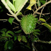 Tropical fruits at SuncampDR (20).jpg