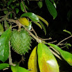 Tropical fruits at SuncampDR (21).jpg